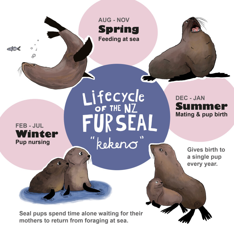 The Lifecycle of the NZ Fur Seal