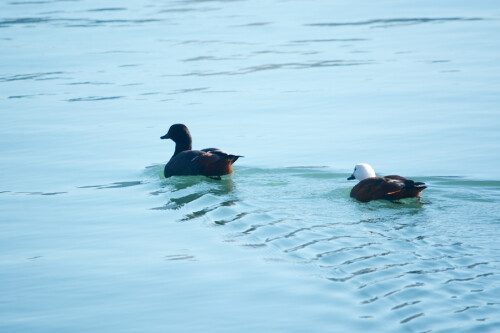 Paradise shell duck