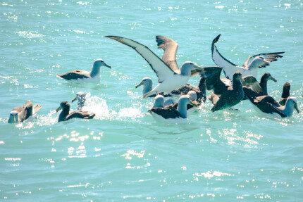 akaroa harbour trip