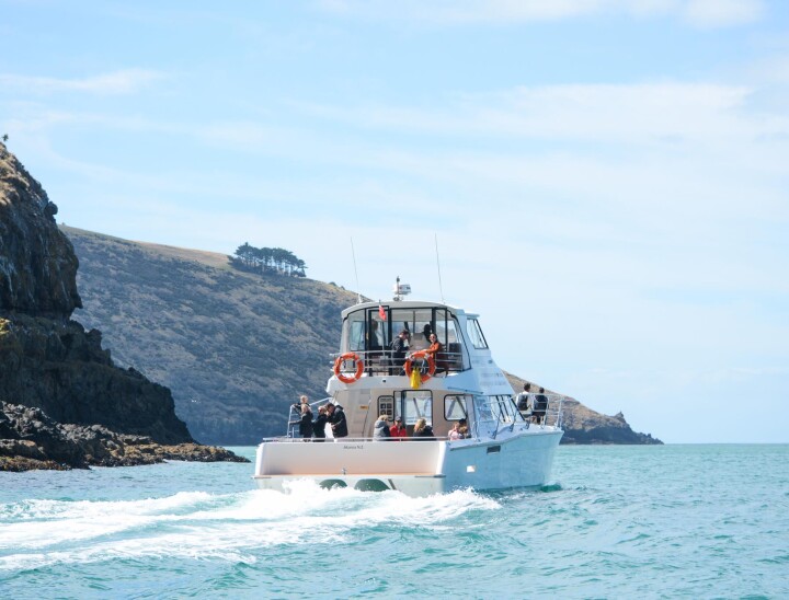Back of Akaroa Dolphin II