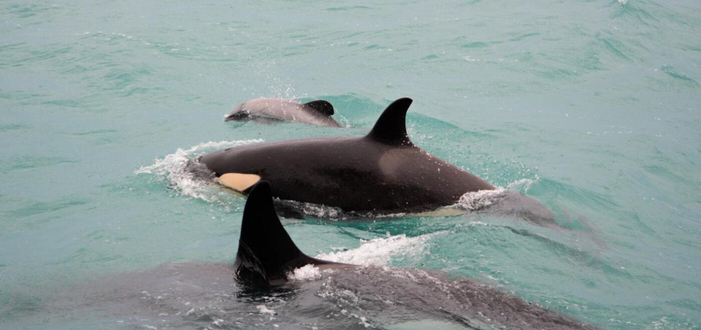 Orca - Akaroa Dolphins Nature Cruise 